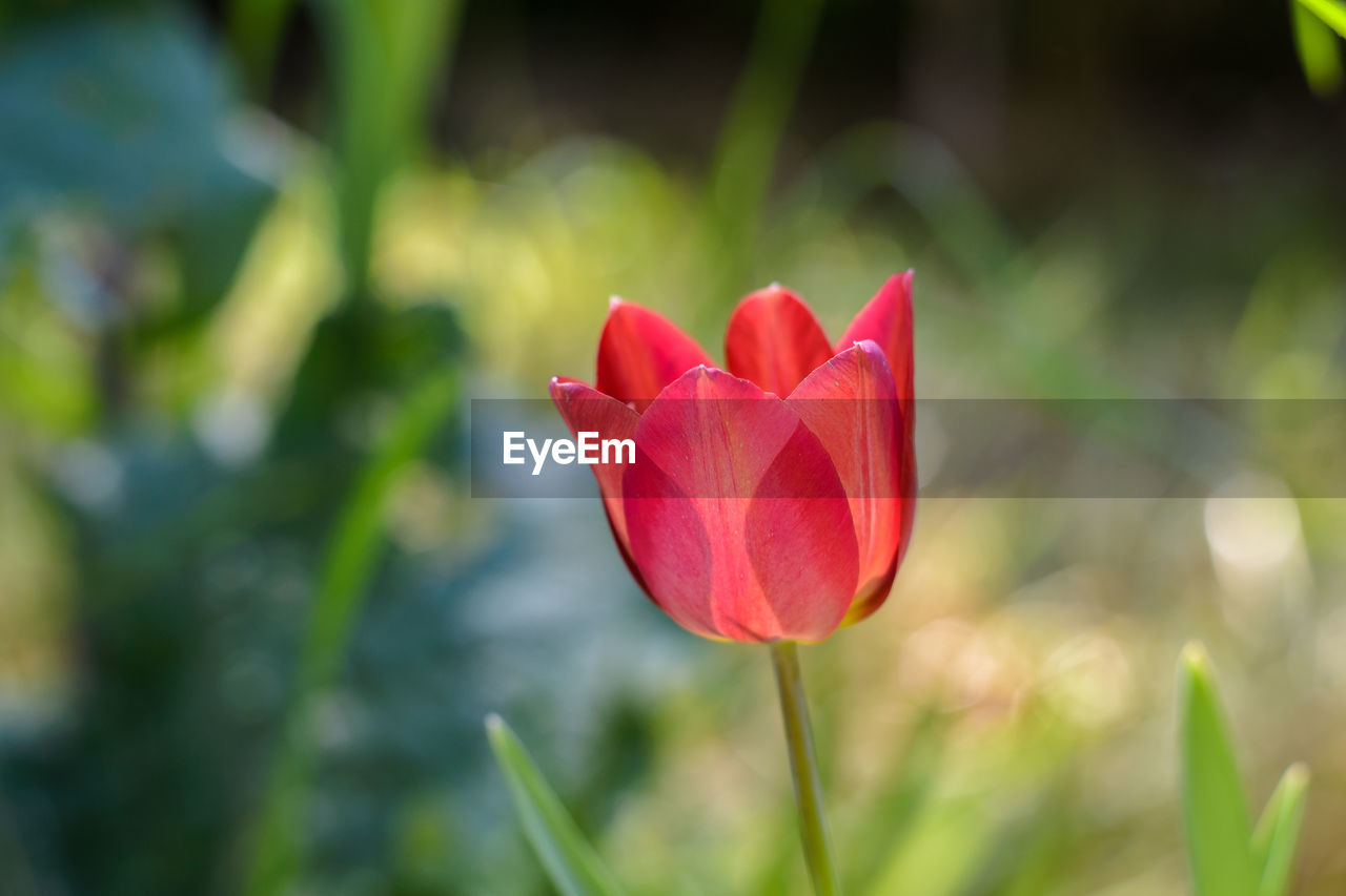 Close-up of red flower blooming outdoors