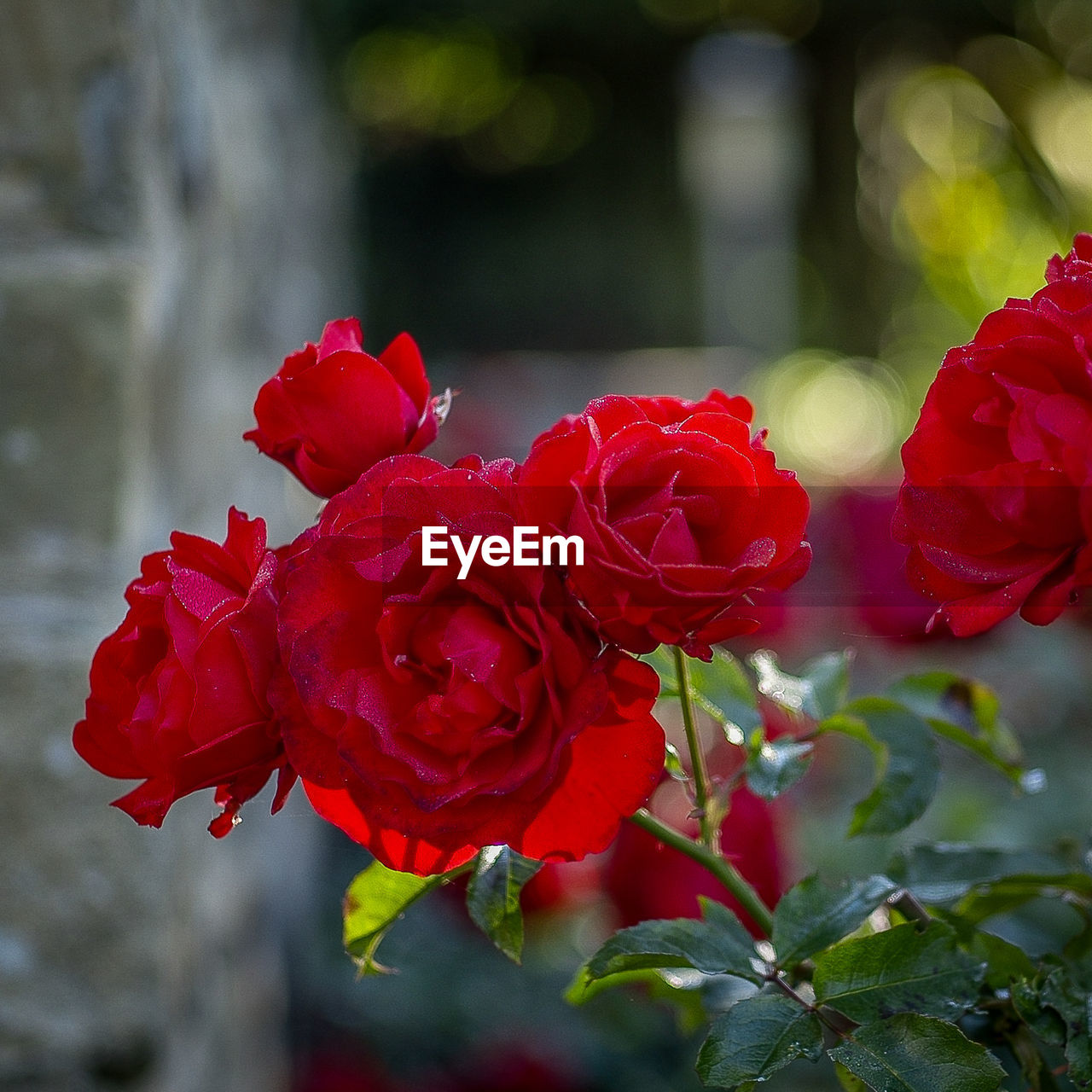 Close-up of red rose