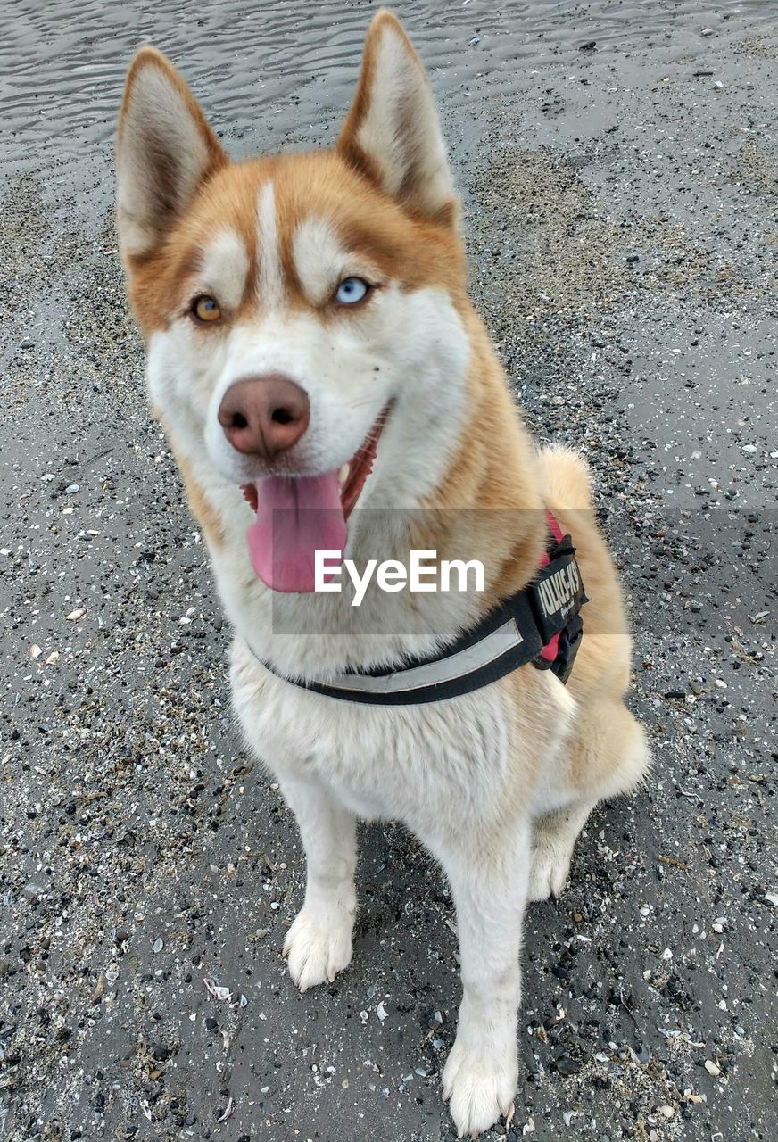 PORTRAIT OF DOG STANDING ON FLOOR