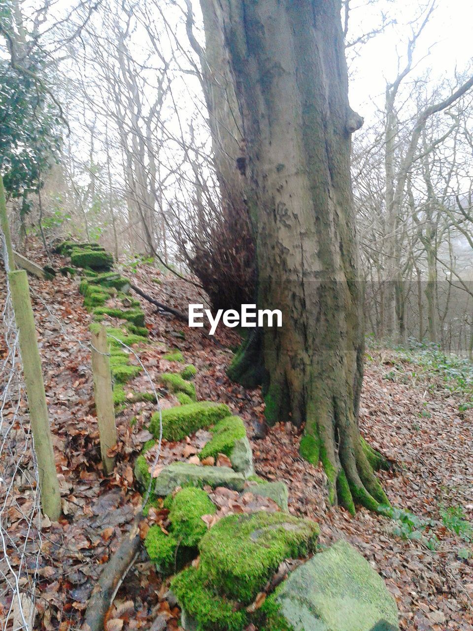 VIEW OF TREES IN FOREST