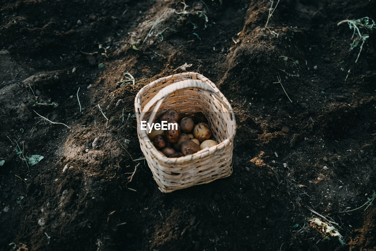 Basket with fresh potatoes