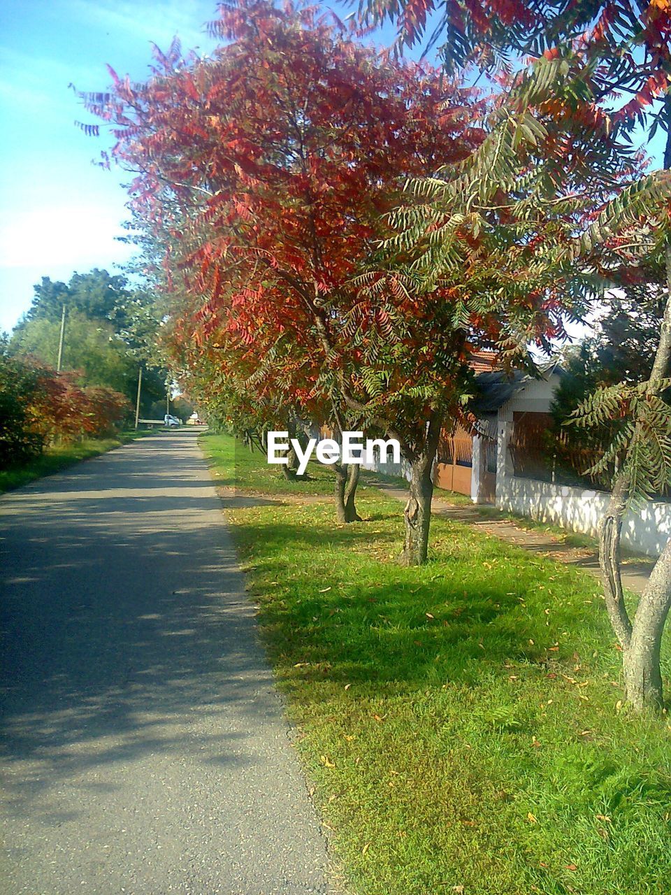 TREES IN GRASS