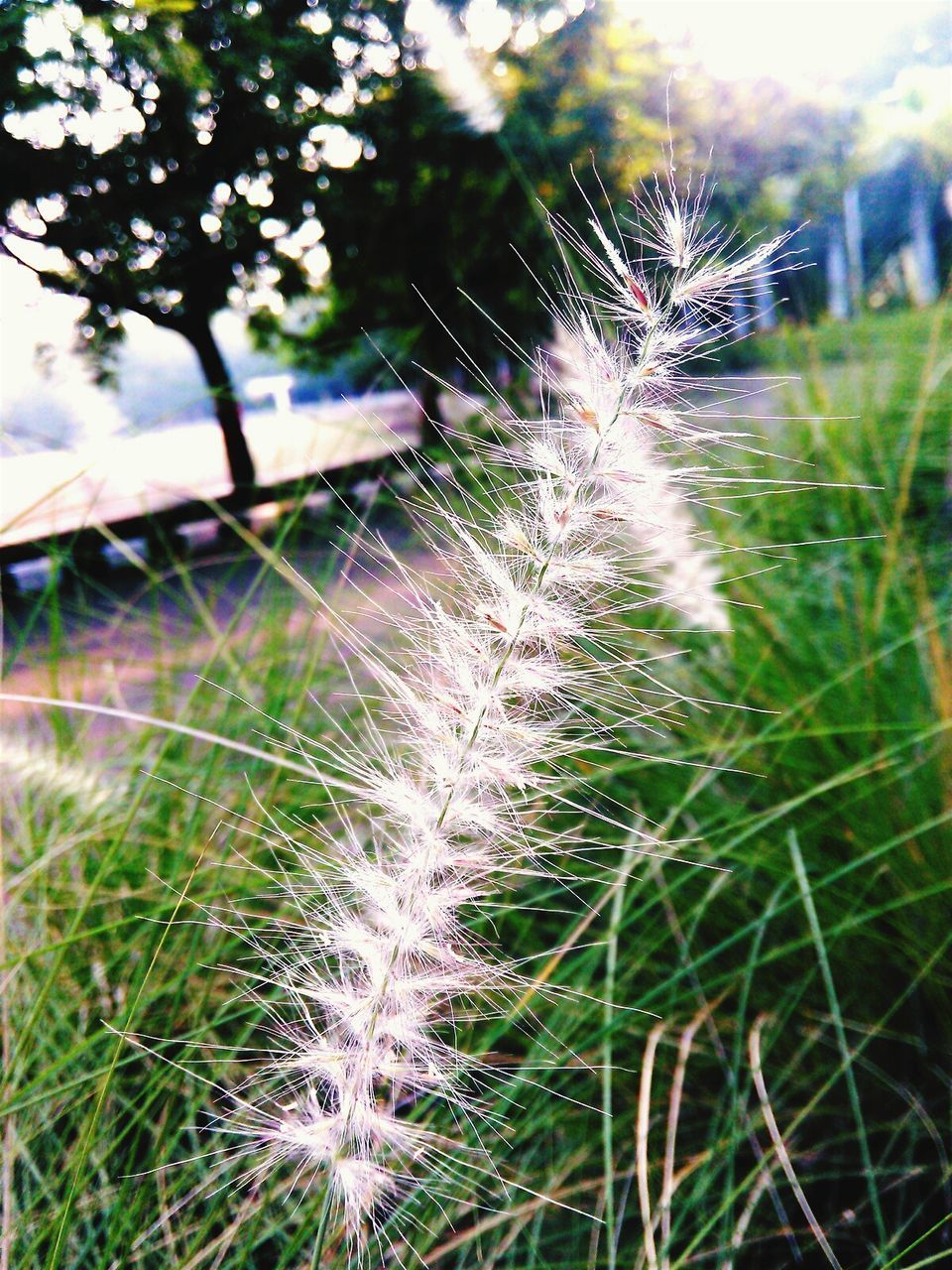 CLOSE-UP OF PLANTS GROWING ON FIELD