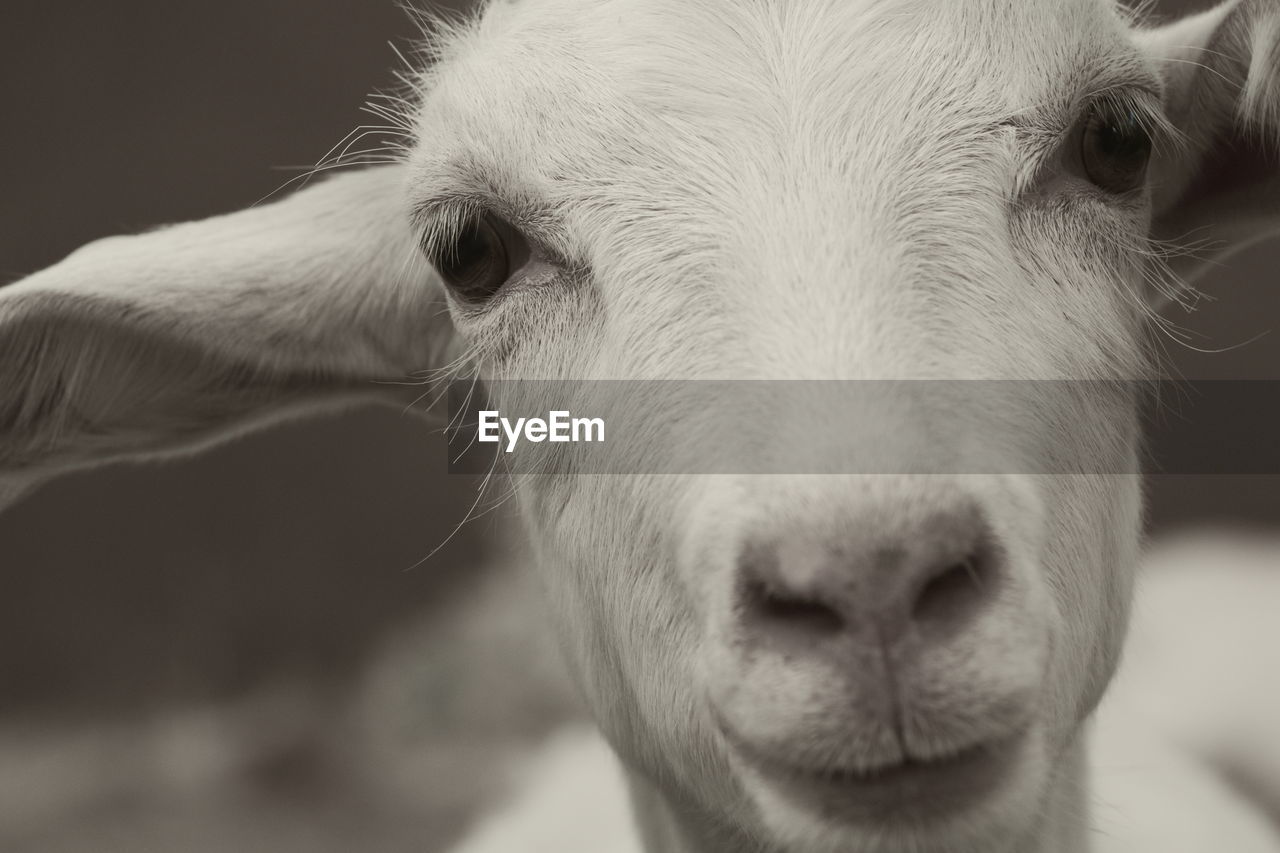 Close-up portrait of goat