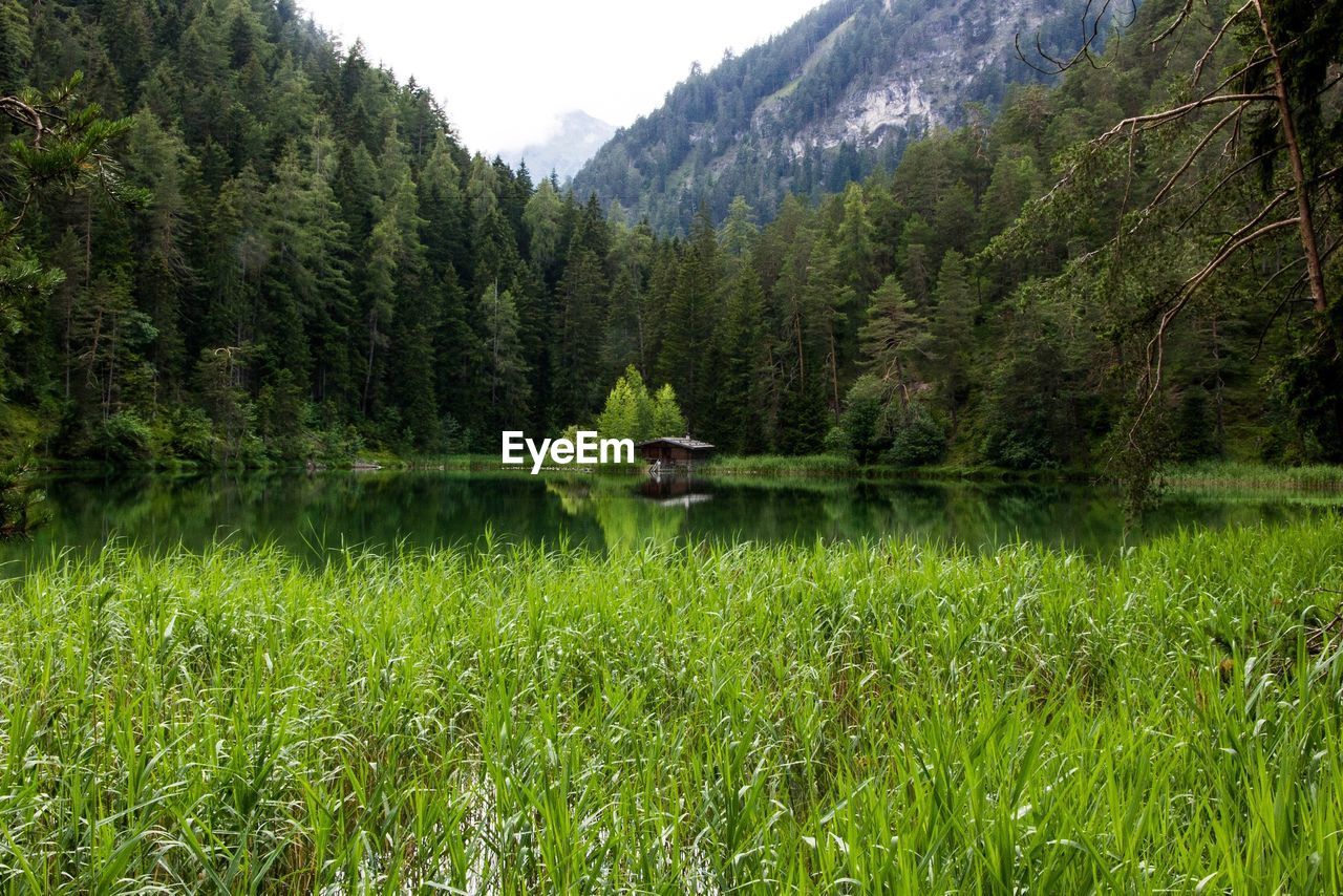 Scenic view of lake amidst trees on field