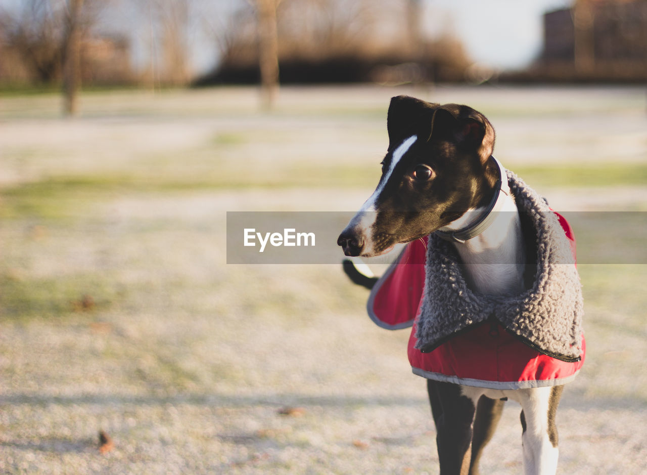 Portrait of dog running on field