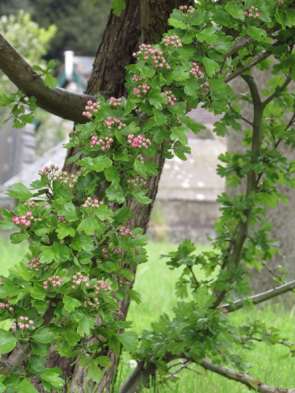 Close-up of plants growing on tree