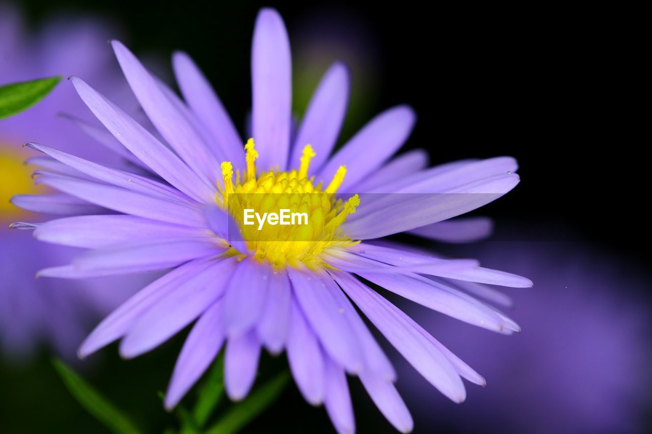 Close-up of purple flower