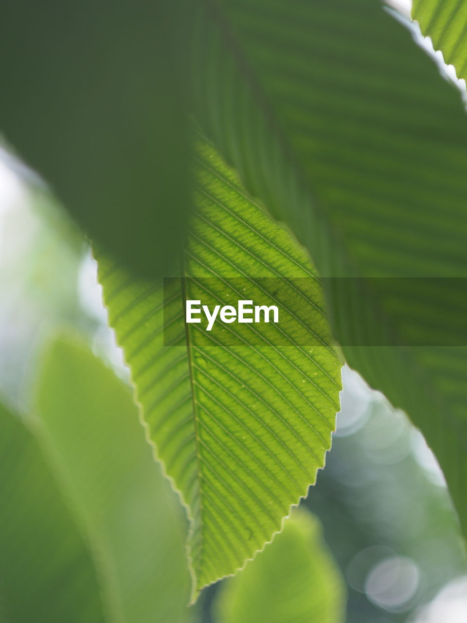 CLOSE-UP OF FRESH GREEN PLANT