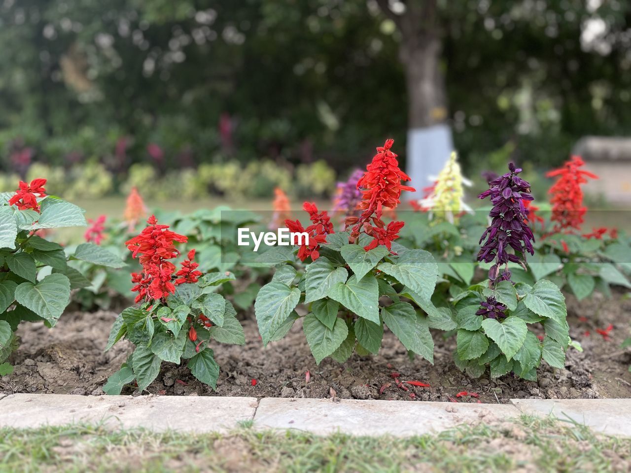 plant, flower, nature, flowering plant, garden, plant part, leaf, growth, beauty in nature, freshness, no people, shrub, red, outdoors, day, green, botany, land, fragility, tree, springtime