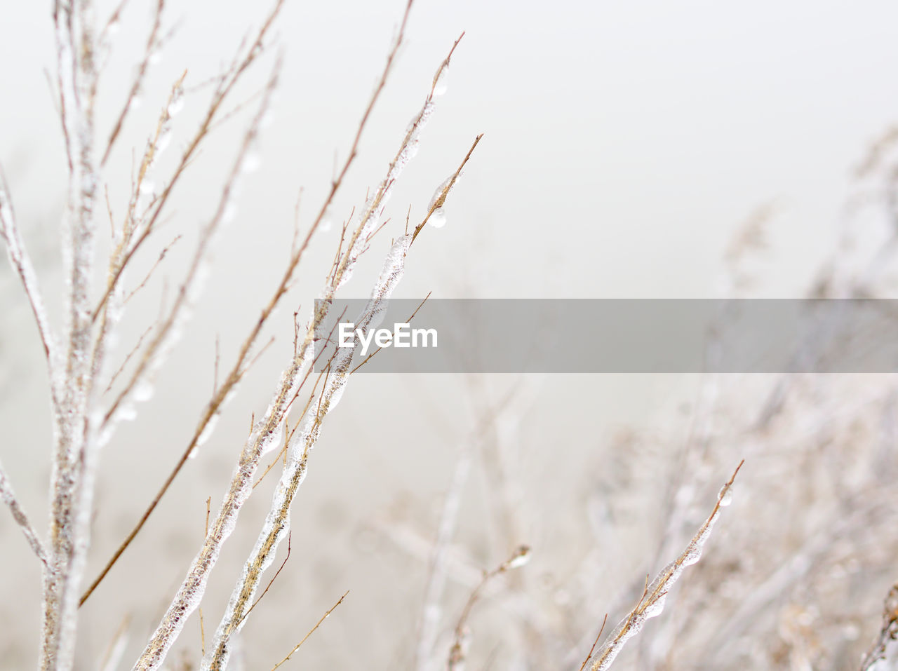 Close-up of snow on plant
