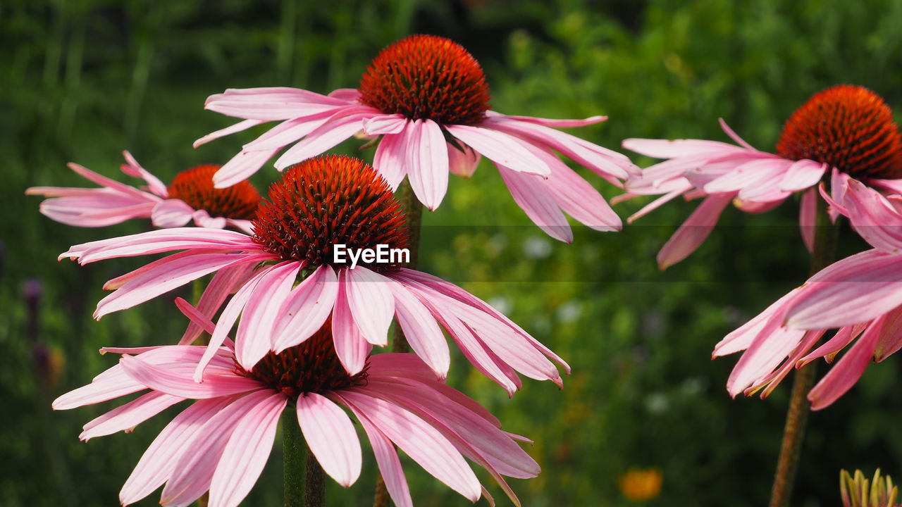 flower, flowering plant, plant, beauty in nature, freshness, petal, fragility, flower head, close-up, pink, inflorescence, nature, growth, pollen, focus on foreground, no people, outdoors, day, macro photography, botany