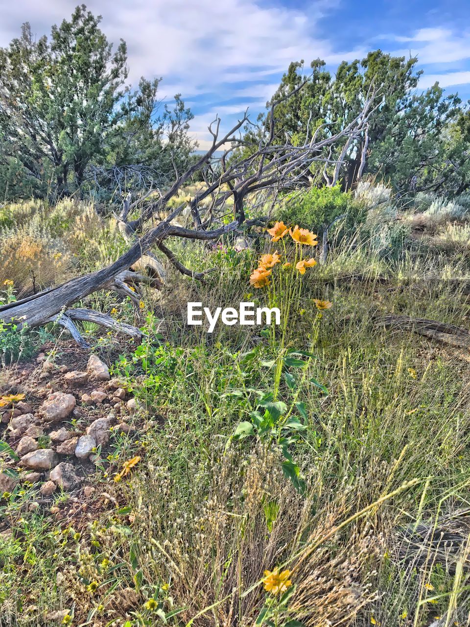 CLOSE-UP OF FLOWERING PLANT ON LAND