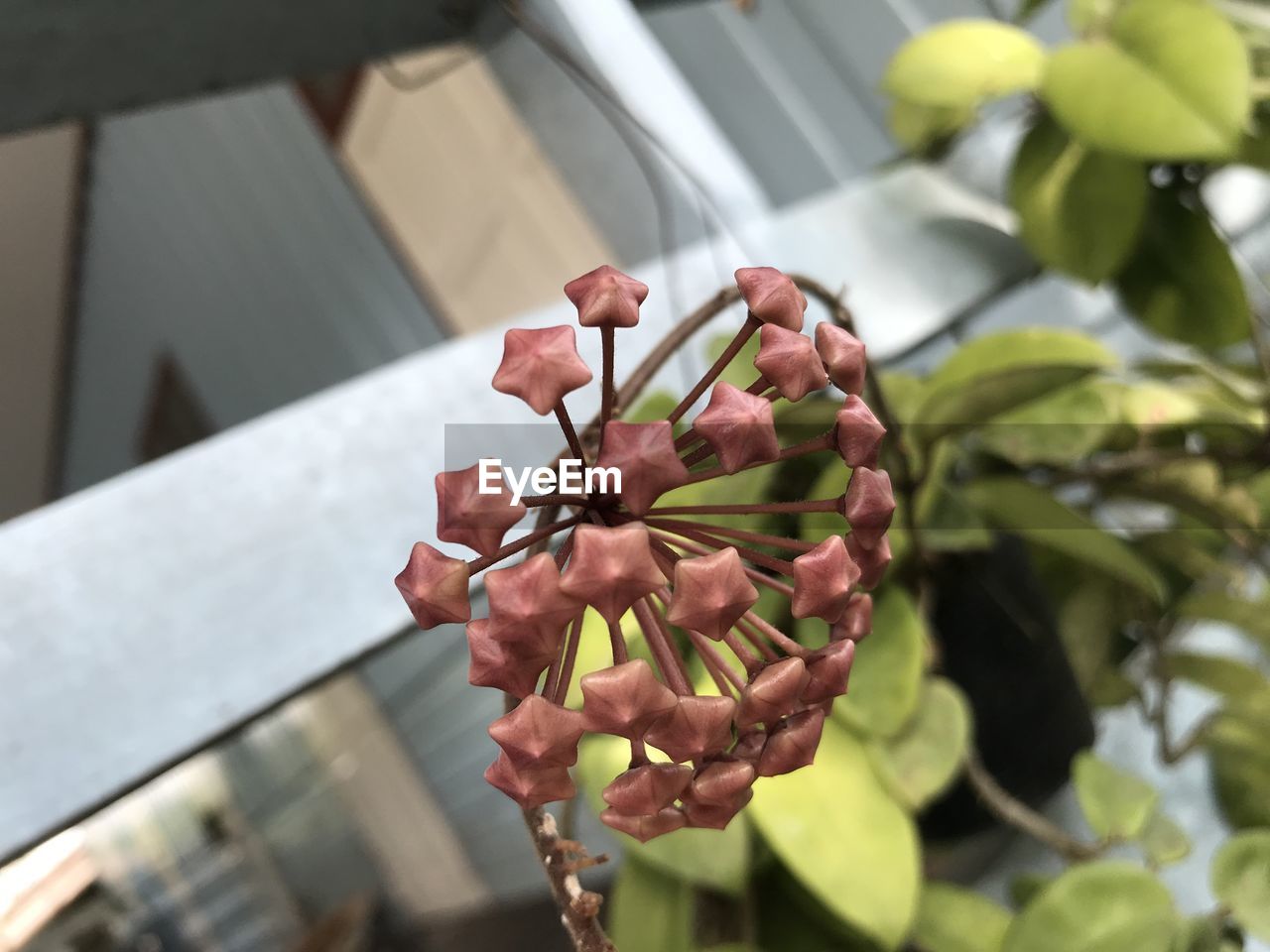 plant, growth, flower, nature, freshness, flowering plant, spring, beauty in nature, produce, close-up, leaf, plant part, focus on foreground, branch, day, outdoors, food and drink, fruit, food, blossom, no people, healthy eating, tree, architecture, agriculture, fragility, selective focus