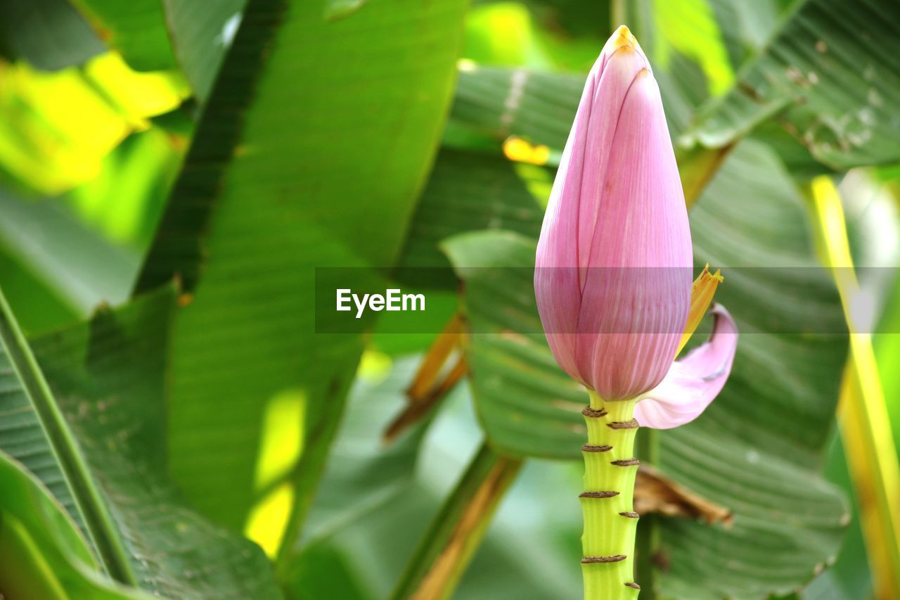 CLOSE-UP OF PINK LOTUS WATER LILY IN GARDEN