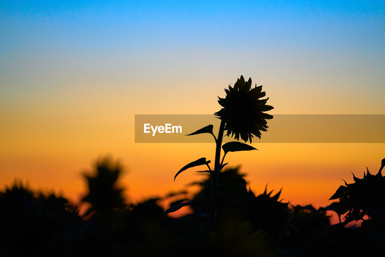 Silhouette flower against romantic sky during sunset