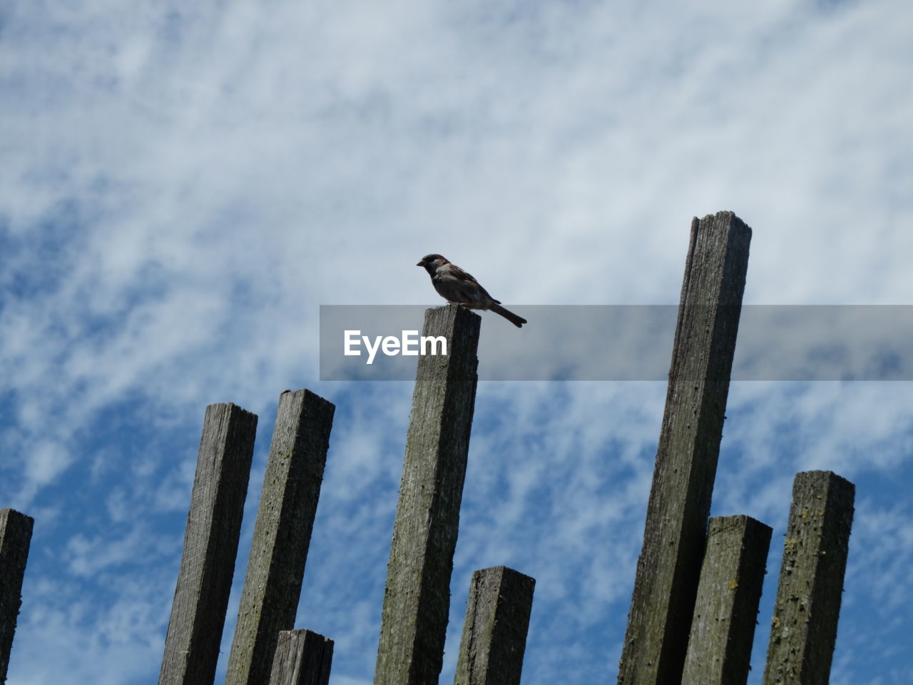 LOW ANGLE VIEW OF BIRDS PERCHING ON WOOD