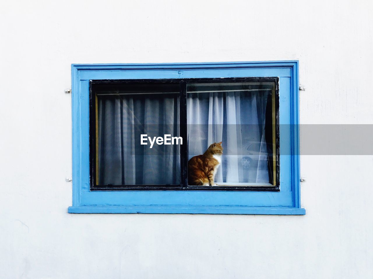 CAT LOOKING THROUGH WINDOW ON WHITE WALL