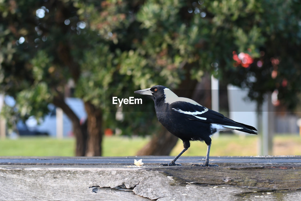 BIRD PERCHING ON A WOOD