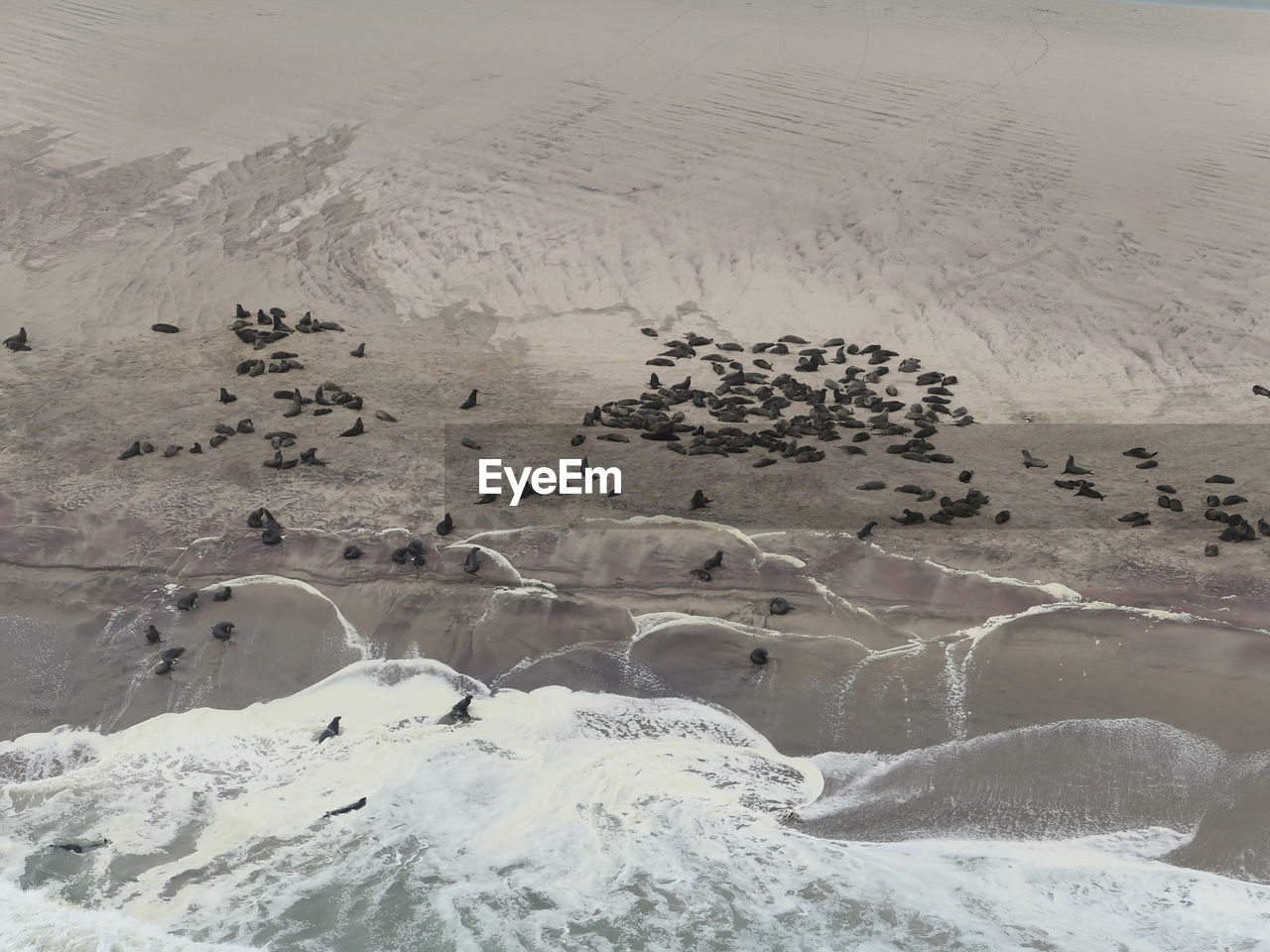 High angle view of sealcolonie in skeleton coast namibia