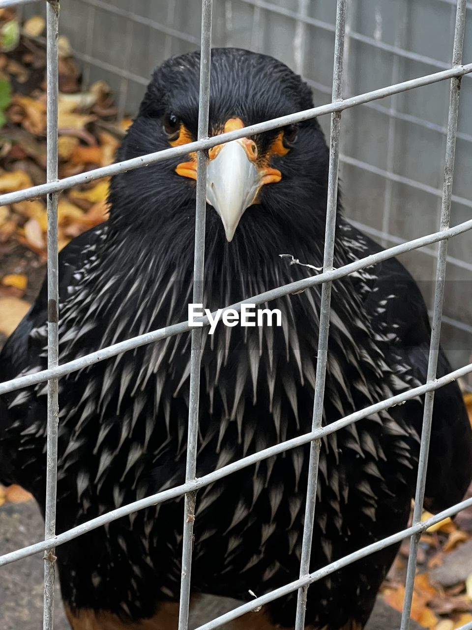 animal, animal themes, bird, one animal, animal wildlife, no people, wildlife, cage, black, close-up, metal, nature, animal body part, outdoors