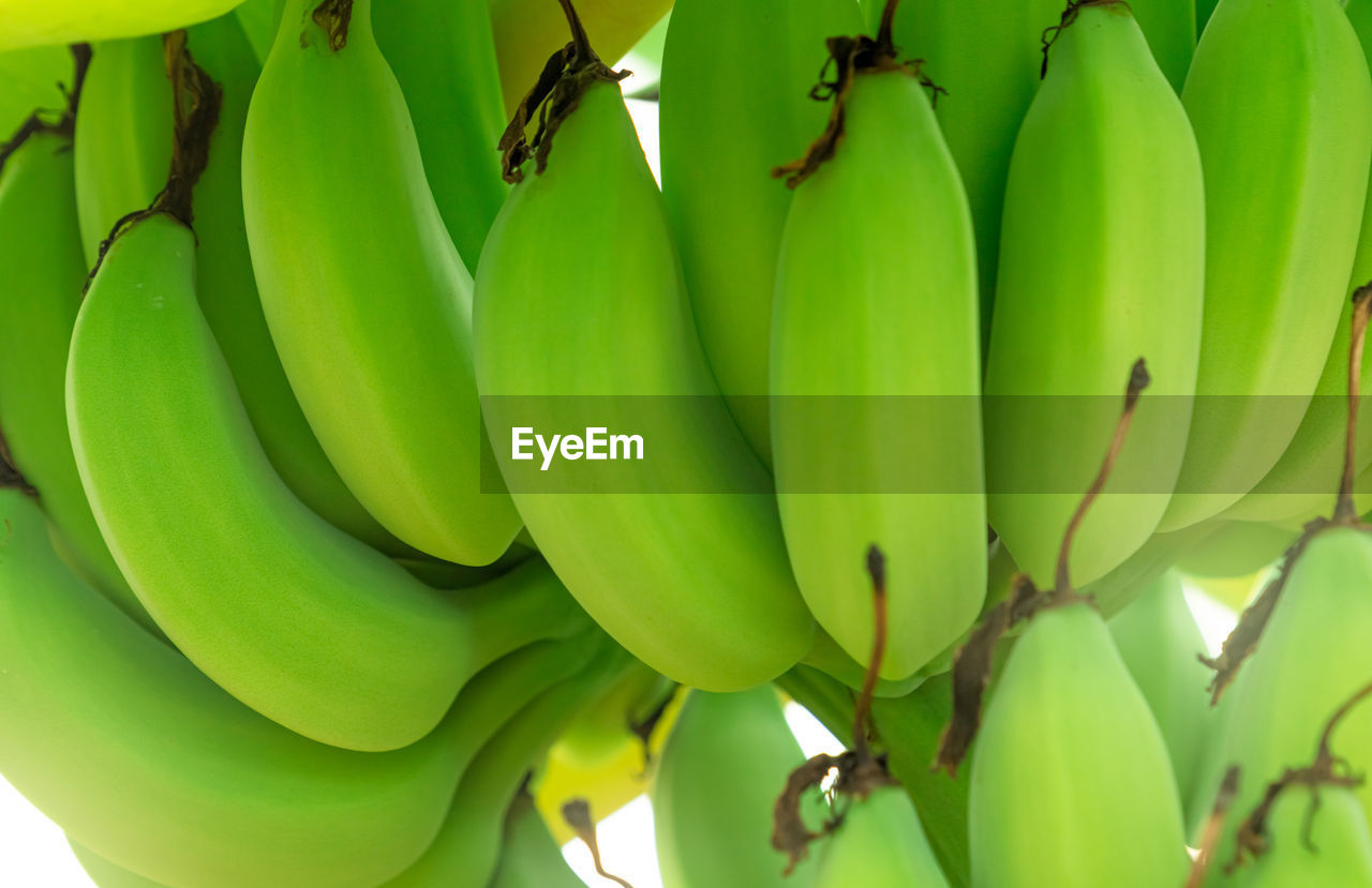 banana, cooking plantain, green, healthy eating, fruit, food and drink, plant, banana tree, food, flower, bunch, produce, freshness, no people, nature, wellbeing, growth, banana leaf, tree, leaf, yellow, plant part, outdoors, close-up, tropical fruit