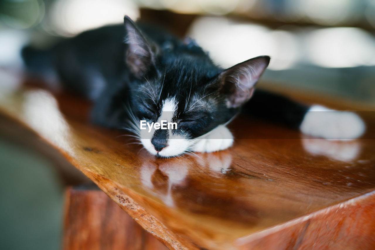 Close-up of cat sleeping on table