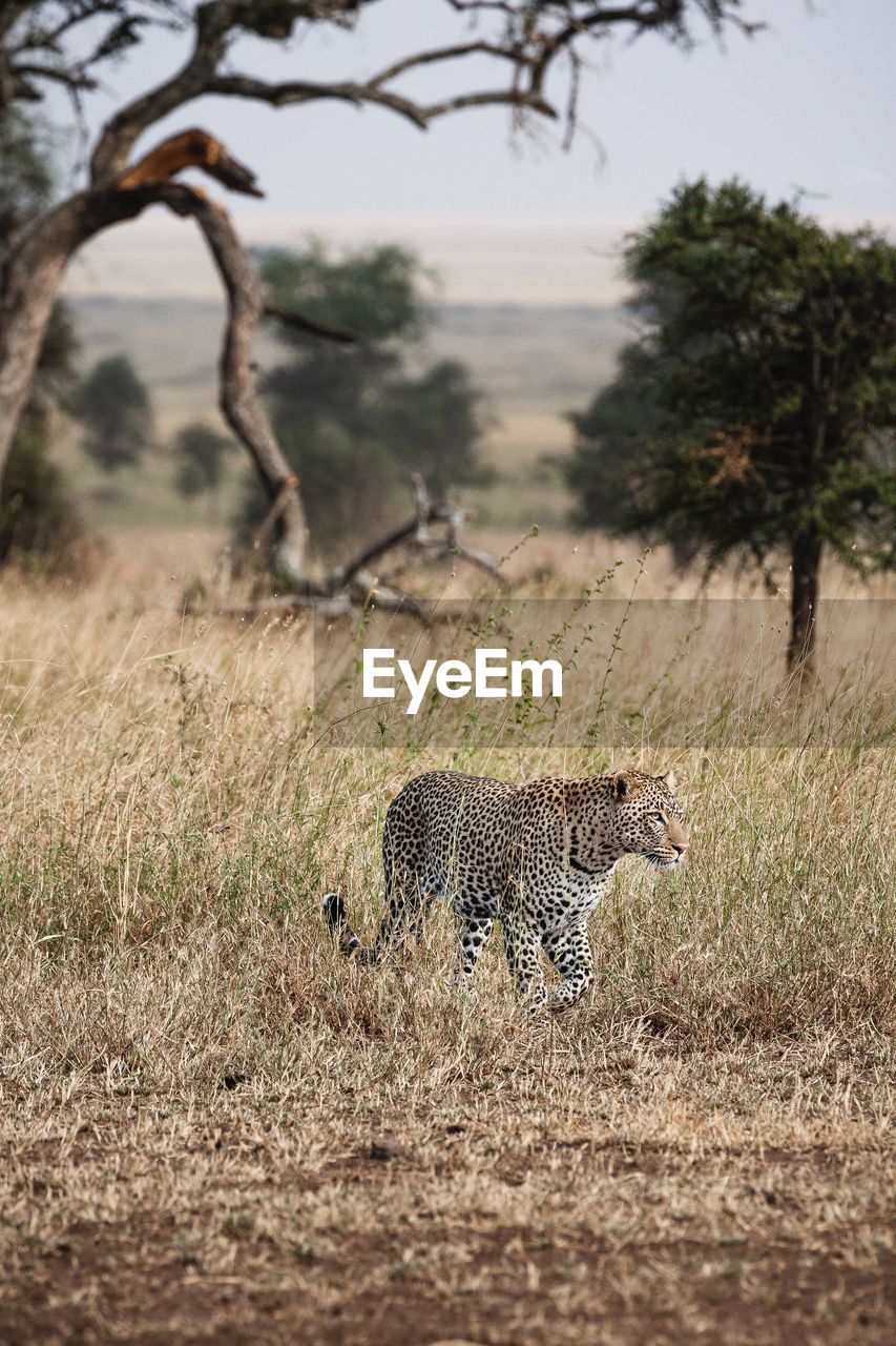 Leopard walking on field