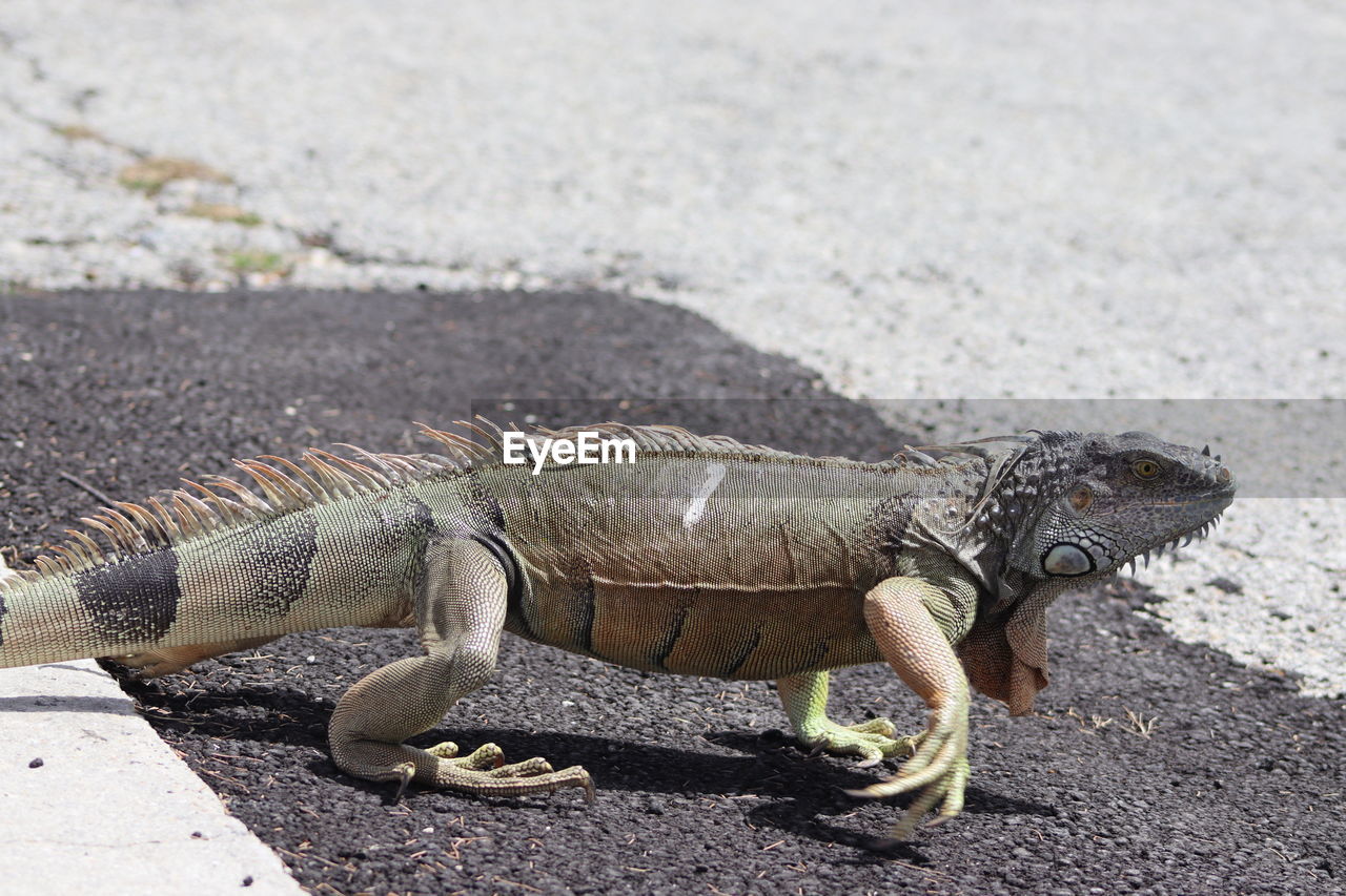 High angle view of lizard on land