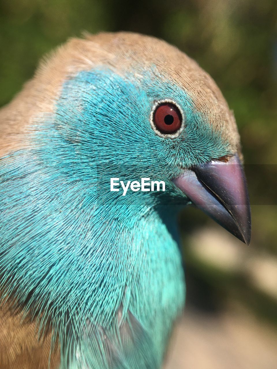 animal, animal themes, bird, beak, one animal, green, close-up, animal body part, animal wildlife, blue, animal head, peacock, wildlife, eye, macro photography, multi colored, feather, portrait, animal eye, head, pet, nature, turquoise, no people, extreme close-up, social issues, profile view, environmental conservation, focus on foreground, peacock feather, tropical bird, outdoors, beauty in nature, environment, vibrant color, tropical climate