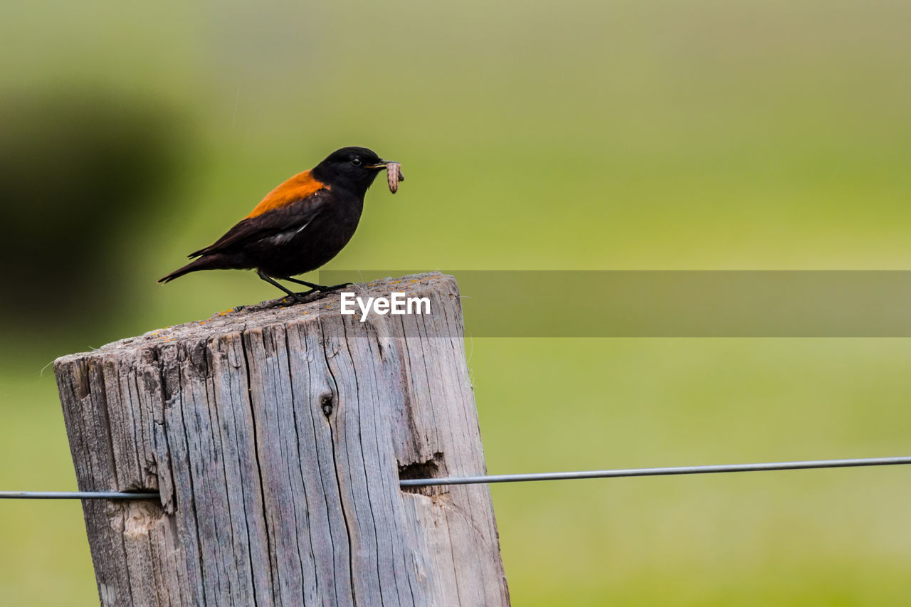 CLOSE-UP OF BIRD PERCHING ON WOODEN POSTS