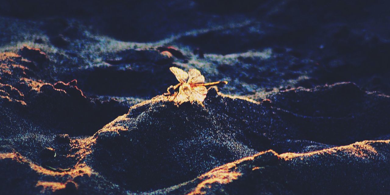 CLOSE-UP OF SPIDER BY WEB