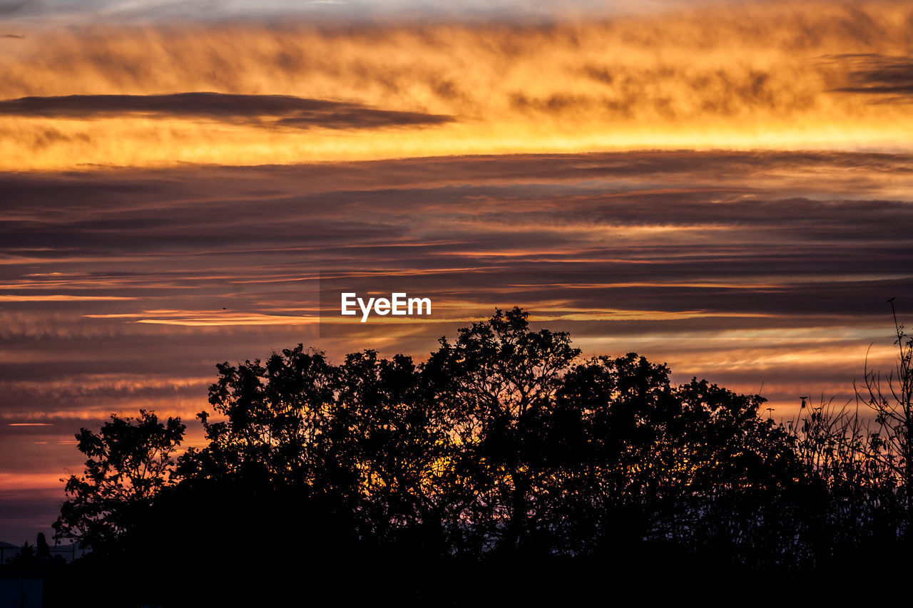 Silhouette of trees at sunset