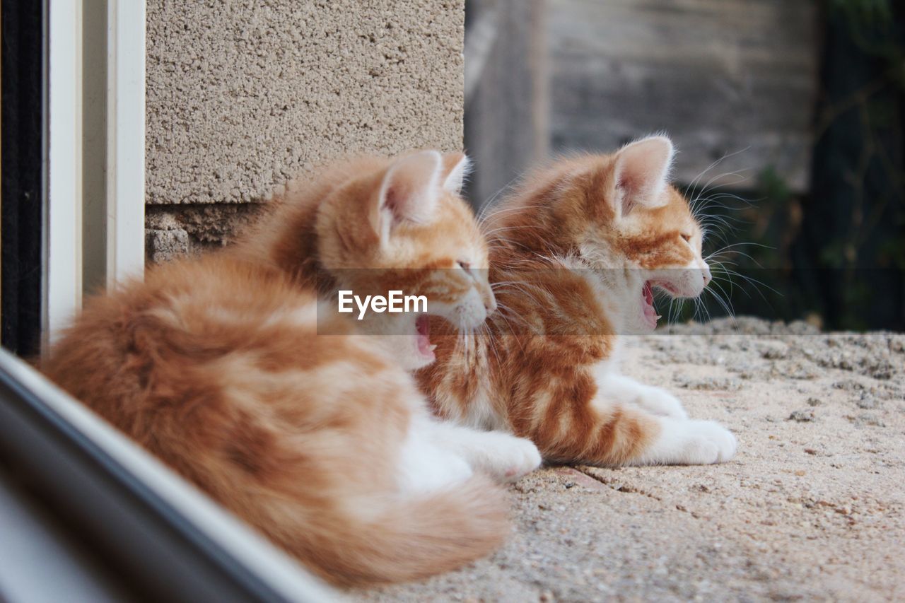 Close-up of kittens by window