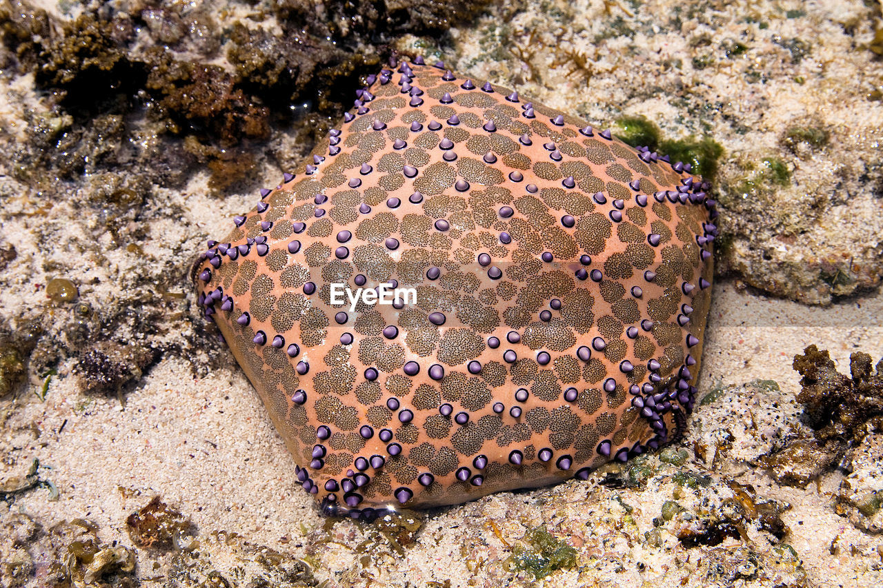 HIGH ANGLE VIEW OF STARFISH ON SEA SHORE