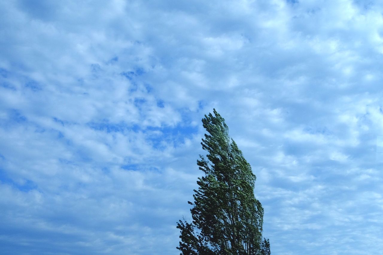 Low angle view of trees against cloudy sky