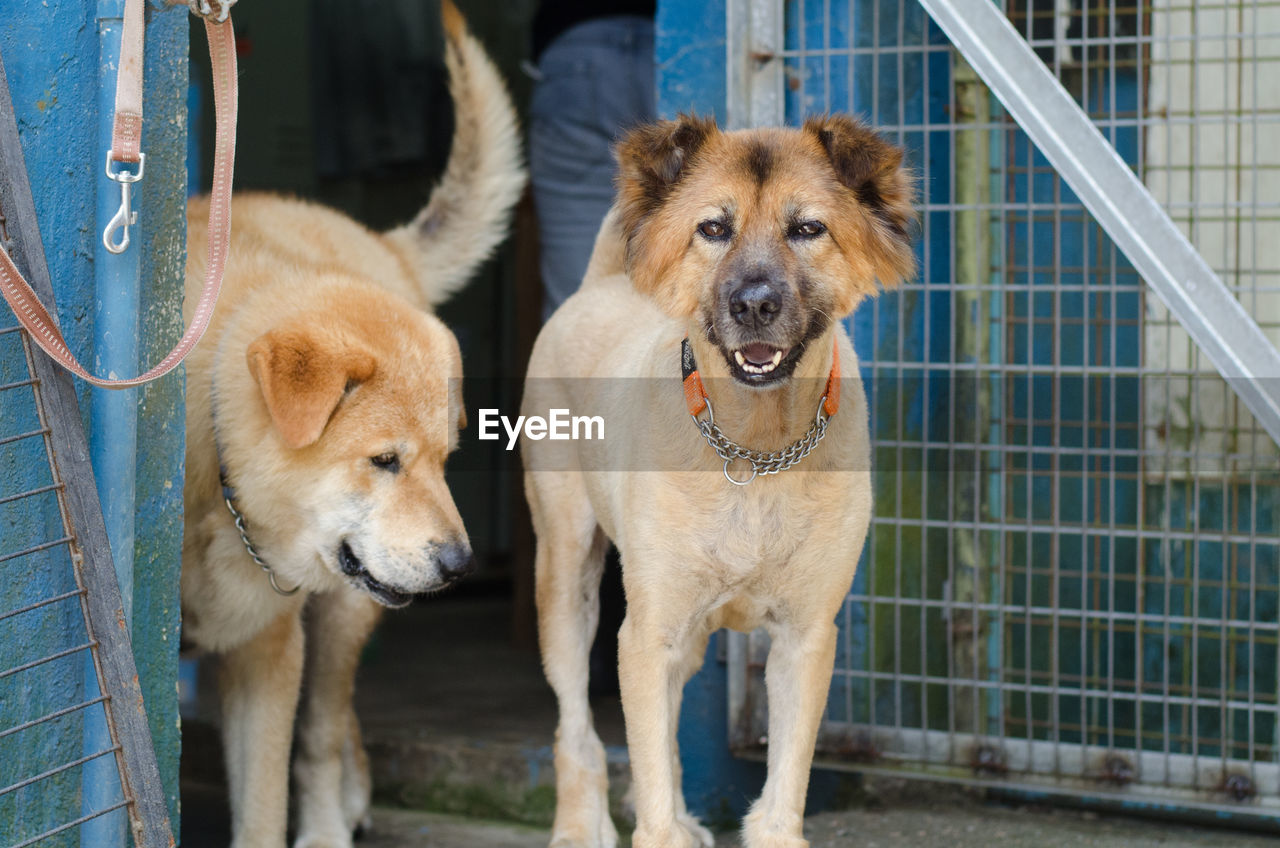 CLOSE-UP PORTRAIT OF DOGS ON WALL