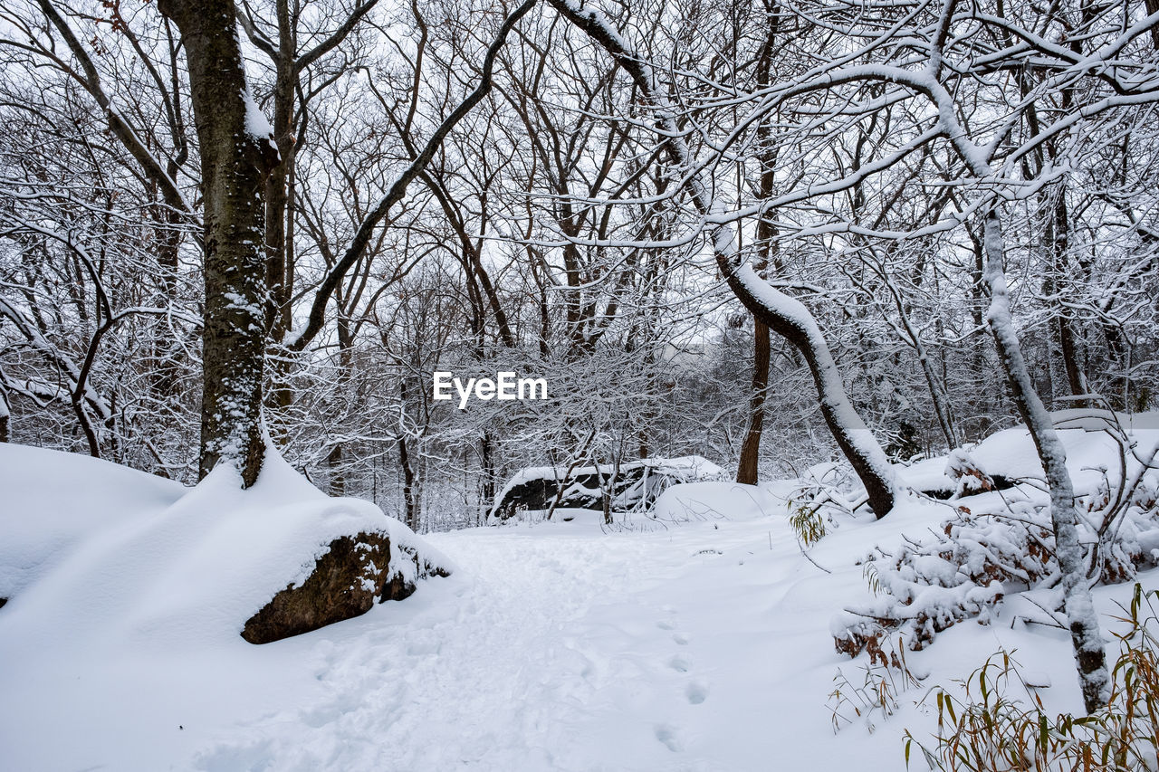 SNOW COVERED BARE TREES ON FIELD