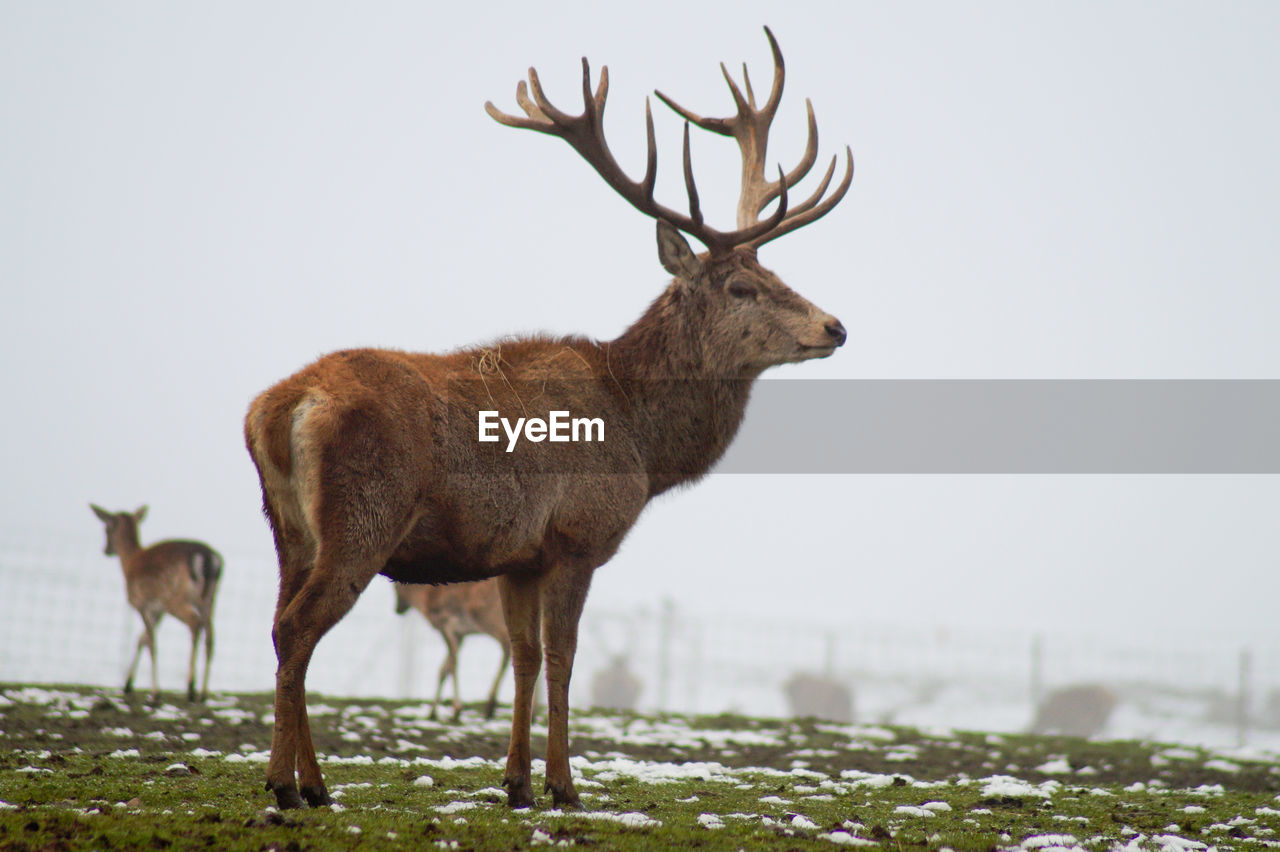 Side view of stag standing on field during winter
