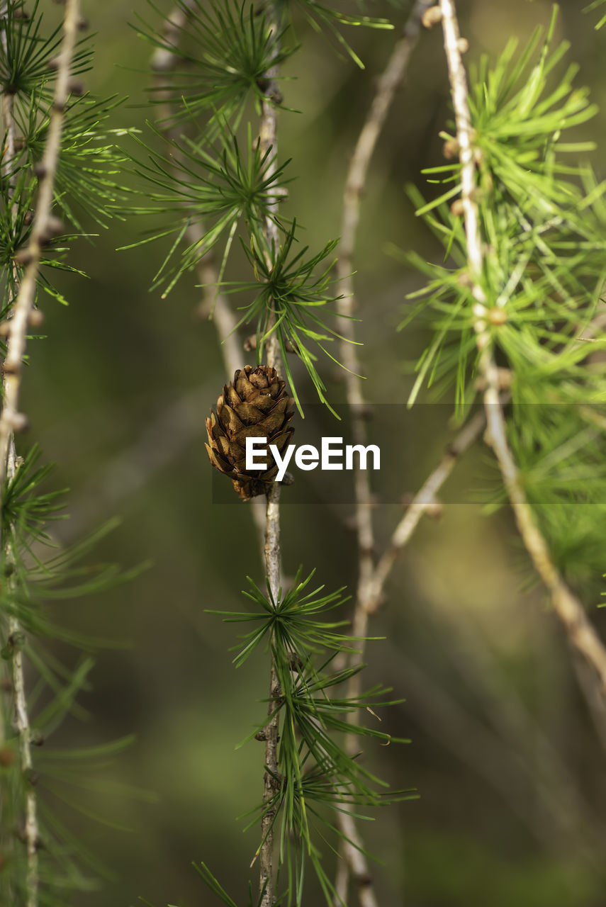 Larch trees with beautiful cones that hang beautifully during the autumn time in swedish nature