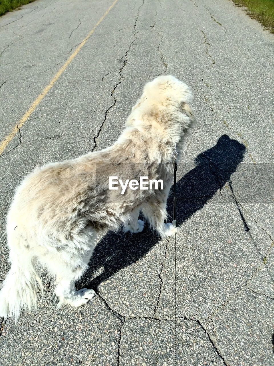 HIGH ANGLE VIEW OF A DOG ON STREET IN CITY