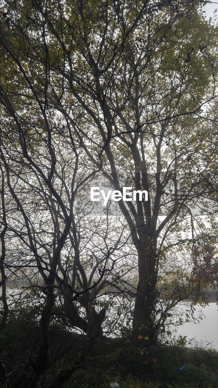 LOW ANGLE VIEW OF TREES AGAINST SKY