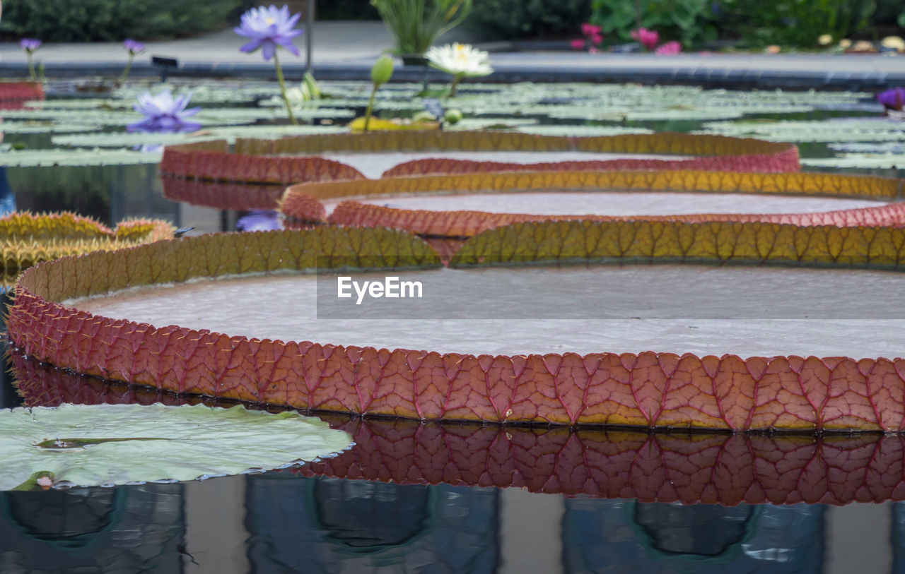 Large lotus water lily leaves in pond