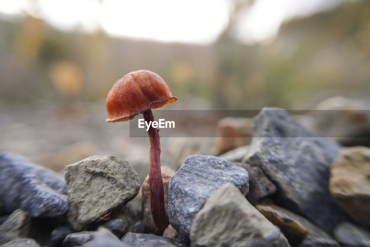 Close-up of mushroom growing on rock