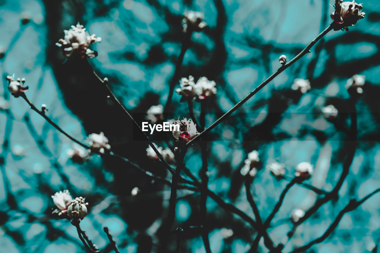 Close-up of cherry blossoms in spring