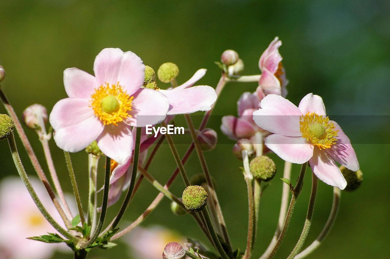 Close-up of pink flowering plant