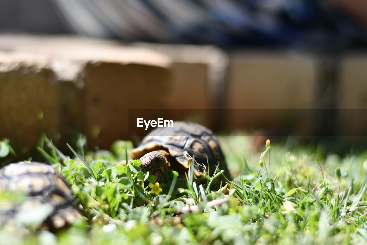 animal themes, animal, one animal, grass, animal wildlife, turtle, tortoise, reptile, nature, selective focus, plant, wildlife, close-up, animal shell, shell, green, no people, macro photography, surface level, outdoors, day, boredom, tortoise shell