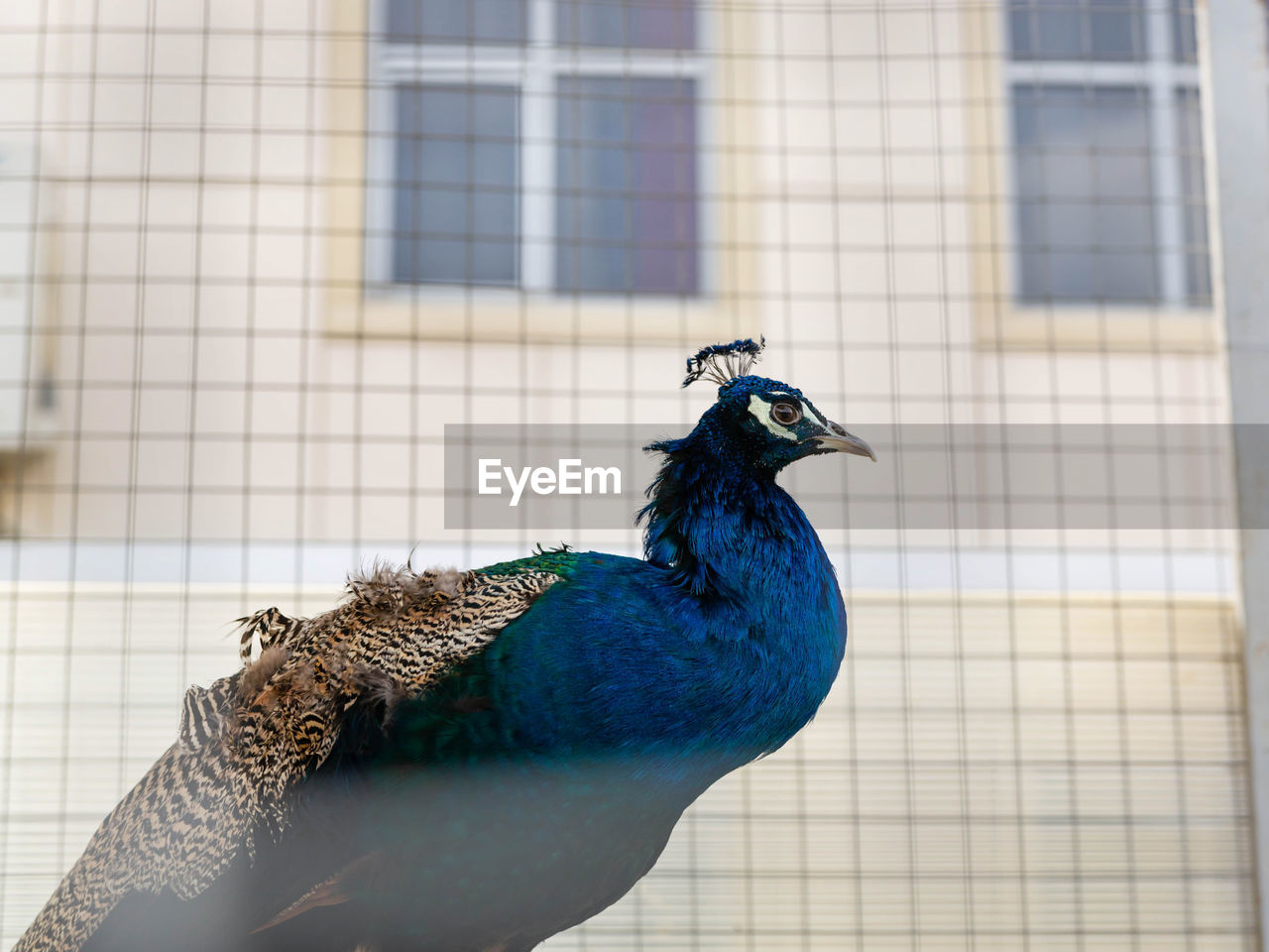 SIDE VIEW OF A BIRD AGAINST THE WALL