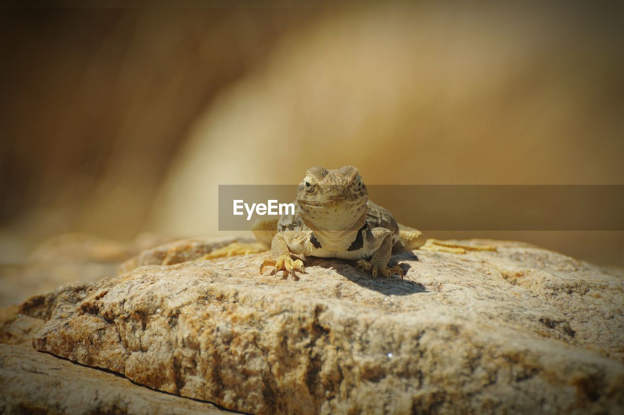 Close-up of lizard on rock