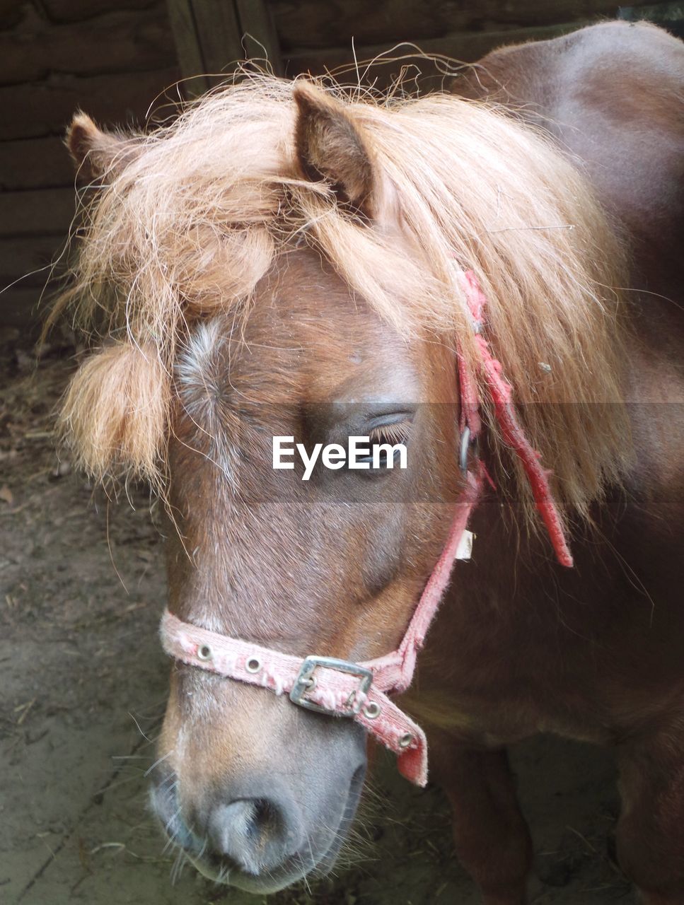 CLOSE-UP OF HORSE IN ZOO